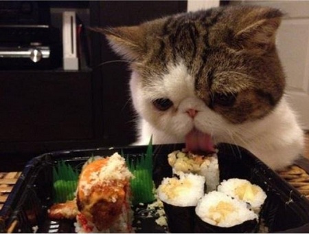 котёнок ест суши