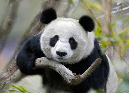 панда с веткой