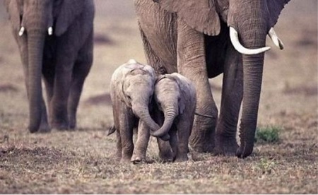 слоны со слонятами
