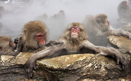обезьяны в горячем источнике