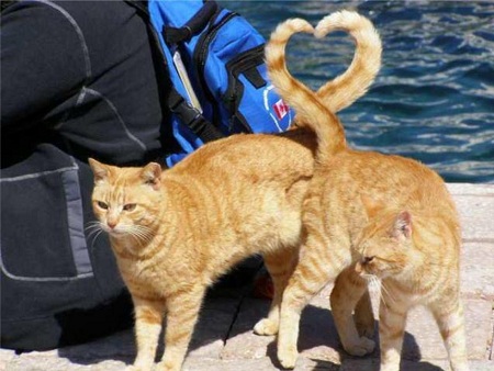 кошка и кот с хвостами пересекающимися "сердечком"