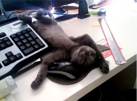 кот заснул за клавиатурой