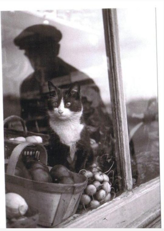 старинные фото кошек