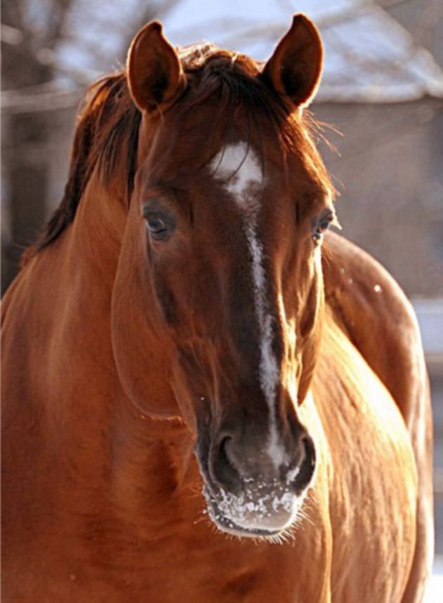 лошадь донской породы