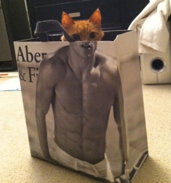 кот выглядывает из сумки