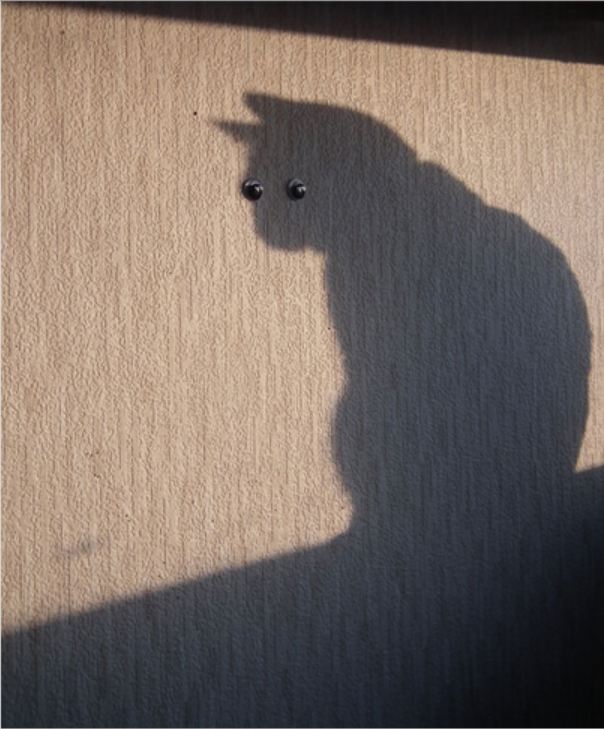 кошачья тень