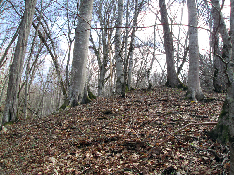 весенний-лес-деревья-3