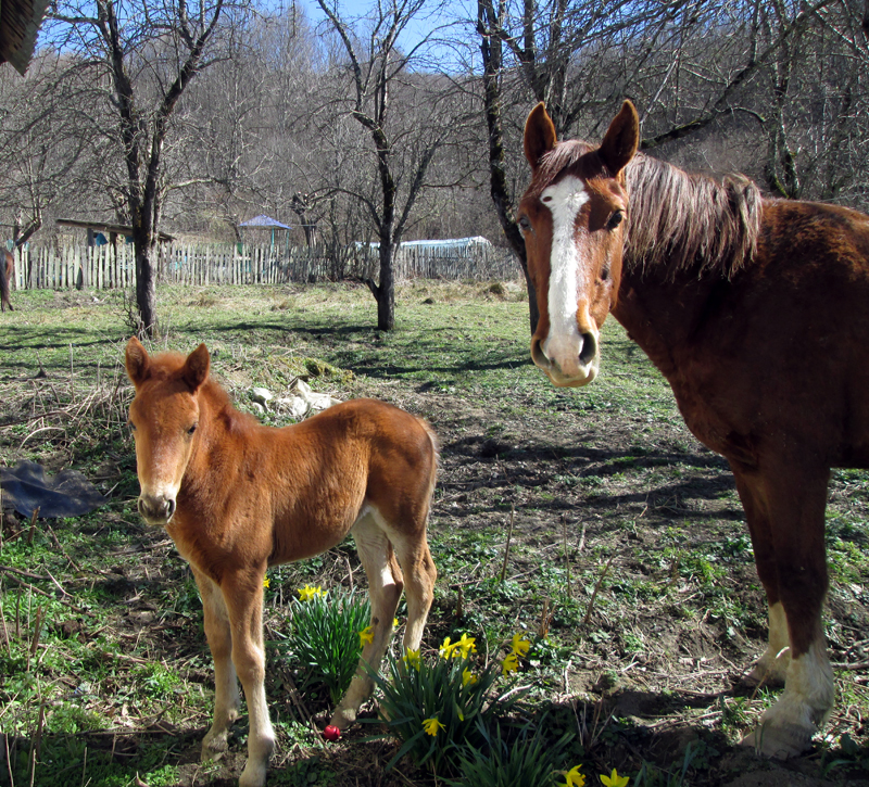 весна-животные-лошадки-2