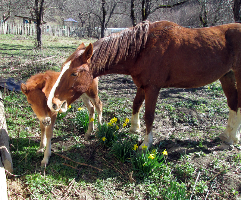 весна-животные-лошадки